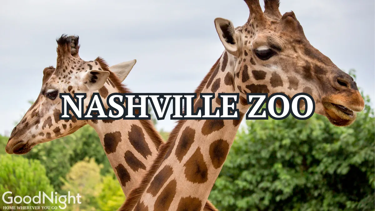 A joyful exterior view at the Nashville Zoo, featuring giraffes in a lush, green setting. Family groups observe the animals up close, capturing a sense of excitement and wonder associated with animal encounters and educational outings.